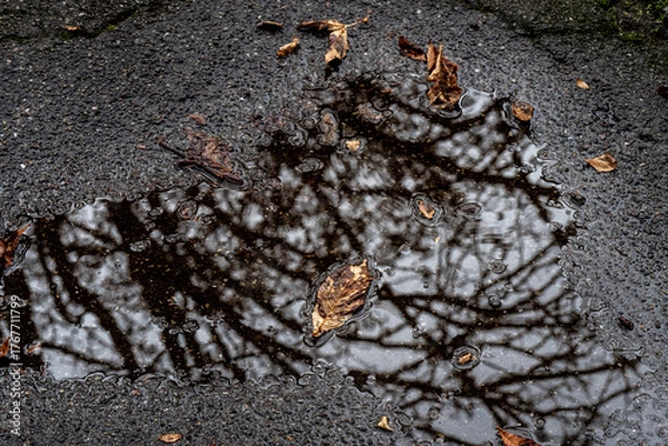Fototapeta Getrocknetes Herbstlaub schwimmt in einer Pfütze