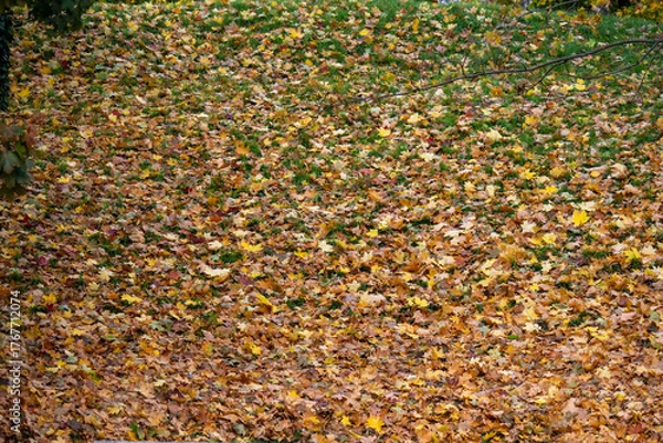Fototapeta Nahaufnahme von herbstlich gefärbten, gefallenen Ahornblättern