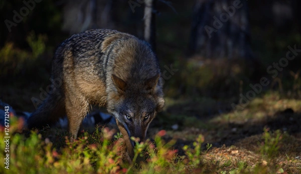 Fototapeta A wolf in Finland in September 2025