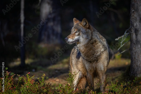 Fototapeta A wolf in Finland in September 2025