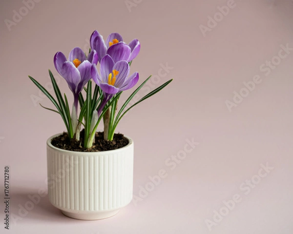 Obraz Elegant purple crocus flowers blooming in stylish white pot offer a touch of spring beauty for your designs and marketing
