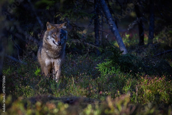 Fototapeta A wolf in Finland in September 2025