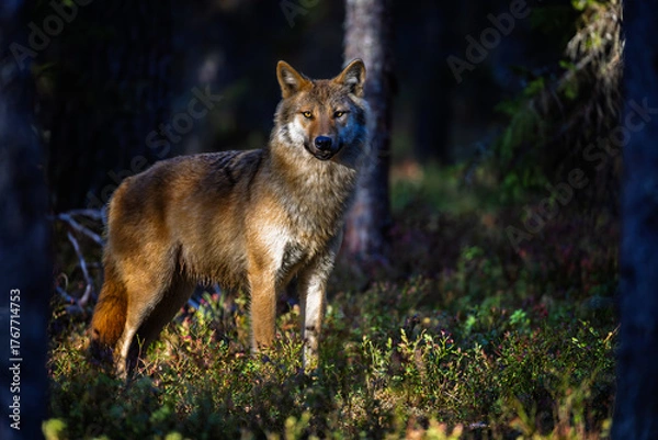 Fototapeta A wolf in Finland in September 2025