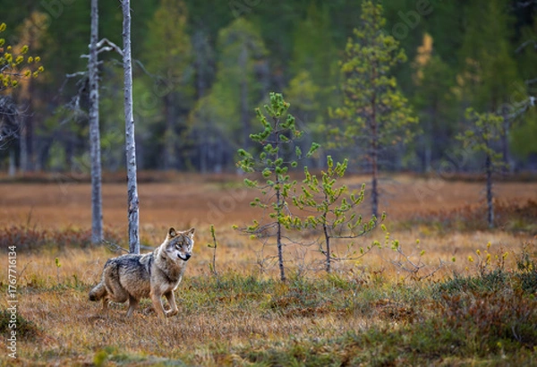 Fototapeta A wolf in Finland in September 2025