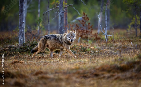 Fototapeta A wolf in Finland in September 2025