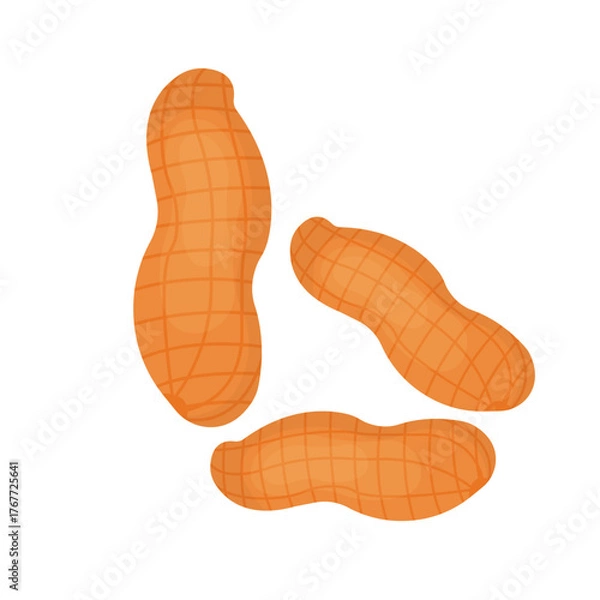 Fototapeta peanut vector illustration