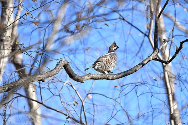Obraz bird on a branch