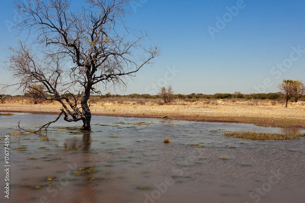 Obraz Kalahari desert