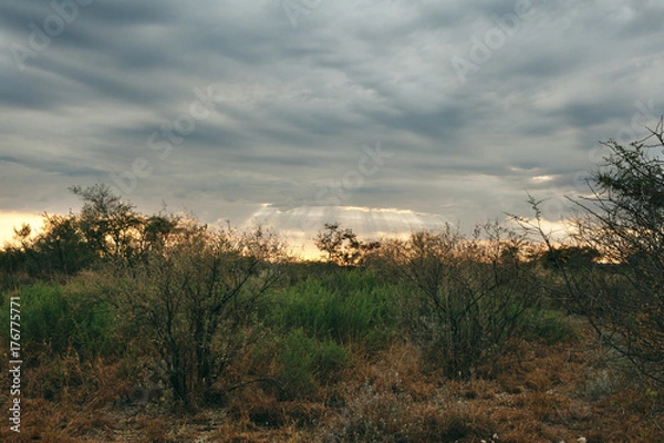 Obraz Kalahari desert