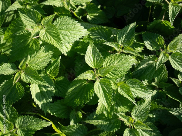 Obraz Nettle