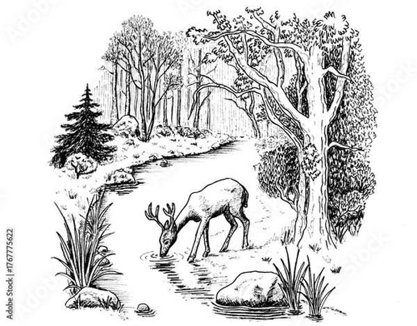 Obraz Deer by the Forest River – Ink Drawing
