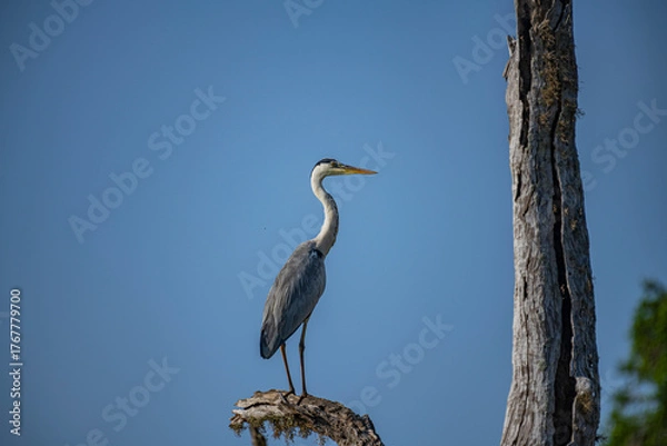 Obraz The grey heron (Ardea cinerea) is a large wading bird with a long neck and legs. It has gray plumage with a white head, a black stripe above the eye, and a long, pointed yellow beak.