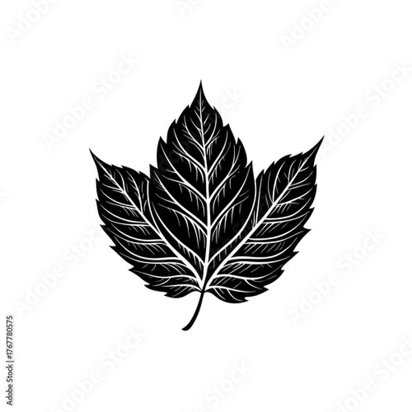 Obraz Classic maple leaf silhouette perfect for design projects