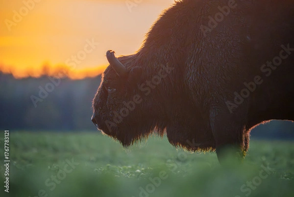 Obraz Bison silhouette at sunset