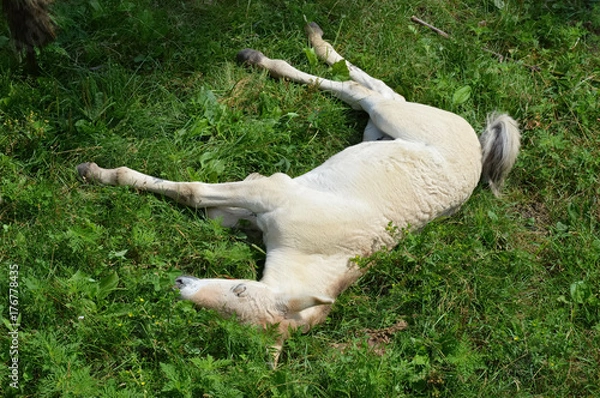 Fototapeta Wild Asian Horse
