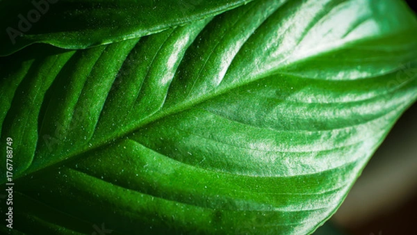 Obraz Glossy Green Tropical Leaf Close-Up