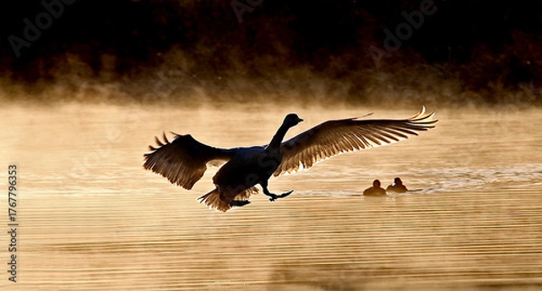 Fototapeta 朝霧で霞む中を翼を広げ飛ぶ1羽の白鳥、、幻想的、エコロジーイメージ
