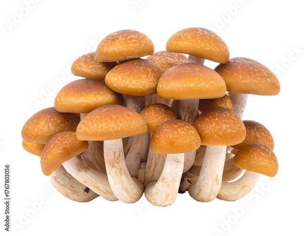 Fototapeta Close-up of clustered, glossy brown mushrooms with off-white stems against a stark black backdrop