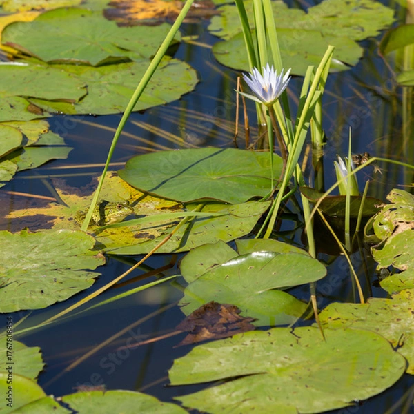 Fototapeta Frogs feel good in their pond and are not afraid of the presence of people nearby