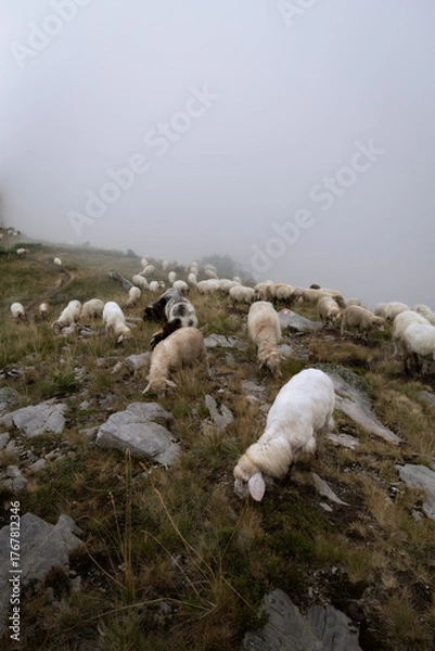 Obraz sheep on peak of the balkans trail in Montenegro