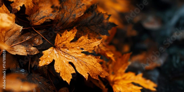 Obraz autumn leaves on the ground