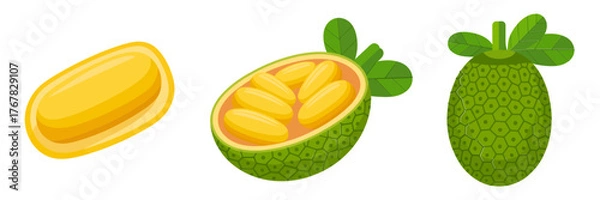 Obraz Tropical fruit icons, noni whole green bumpy fruit, jackfruit pod slice, fresh exotic produce, vector illustration