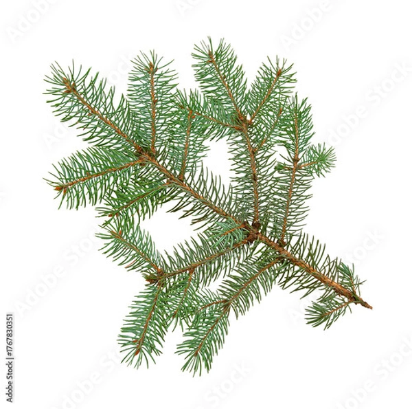 Obraz Fir tree branch isolated