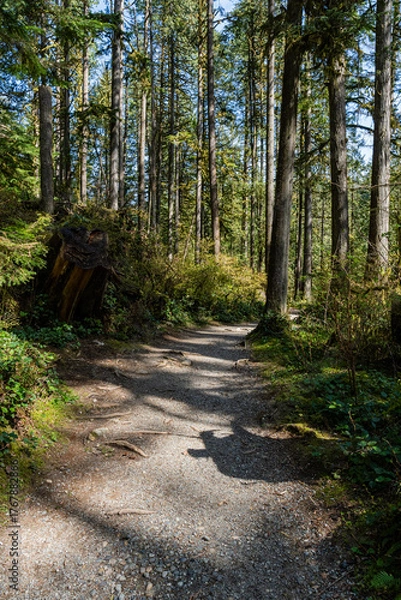 Fototapeta trail green forest of coniferous trees on a warm sunny spring day