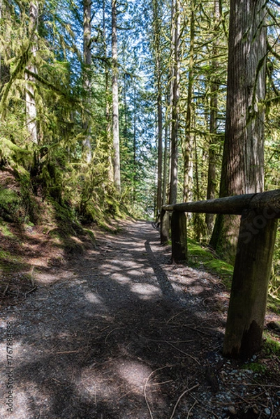 Fototapeta trail green forest of coniferous trees on a warm sunny spring day
