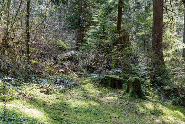 Fototapeta green forest of coniferous trees on a warm sunny spring day