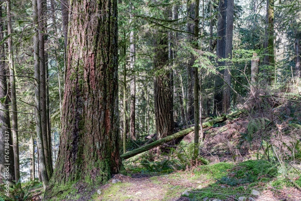 Fototapeta green forest of coniferous trees on a warm sunny spring day