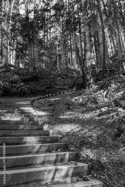 Fototapeta black and white trail with steps in green forest of coniferous trees on a warm sunny spring day