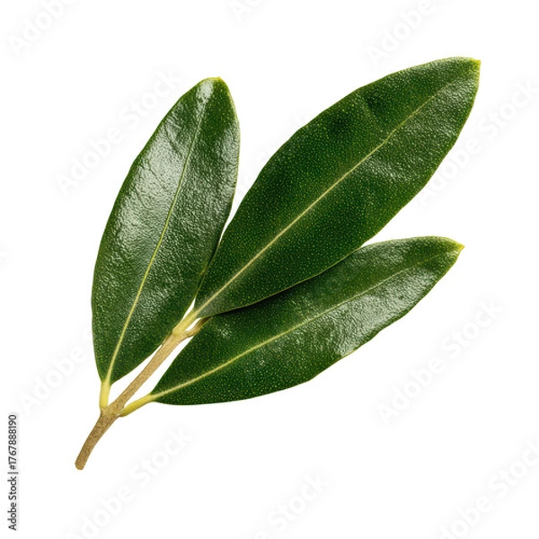 Fototapeta Three fresh green olive leaves on a sprig isolated against a simple , isolated on transparent background, perfect cutout, PNG