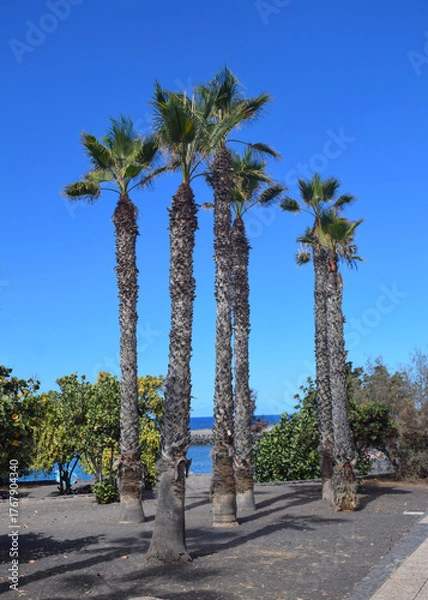 Obraz Palm trees 