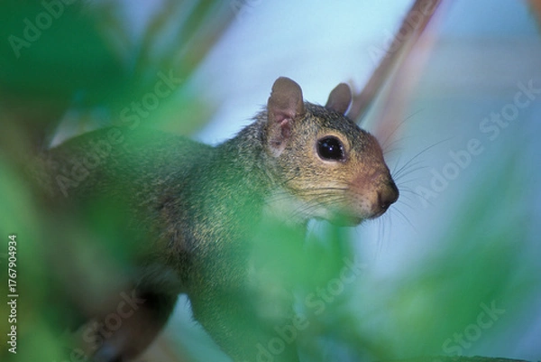Fototapeta Portrait of an Eastern Grey Squirrel in a tree