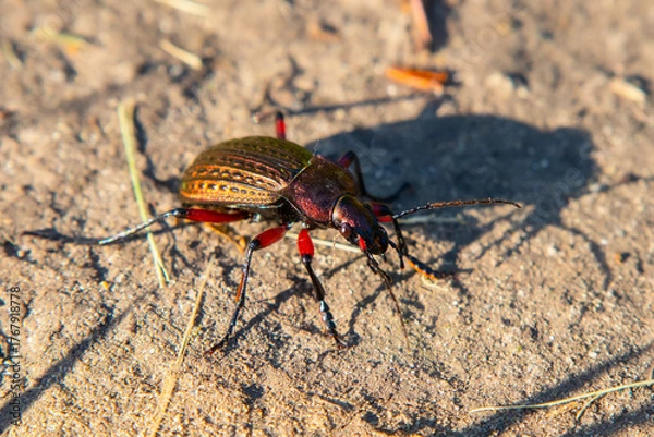 Obraz Large beetle Carabus cancellatus is a common ground beetle