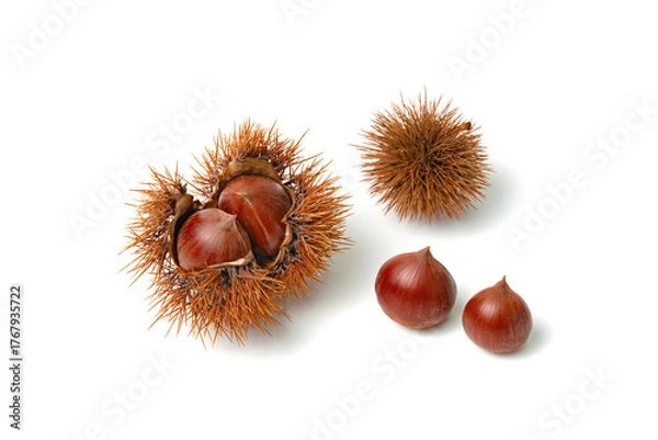 Fototapeta 栗入りイガと栗とイガ