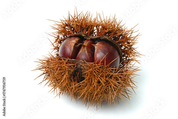 Obraz 栗入りイガ