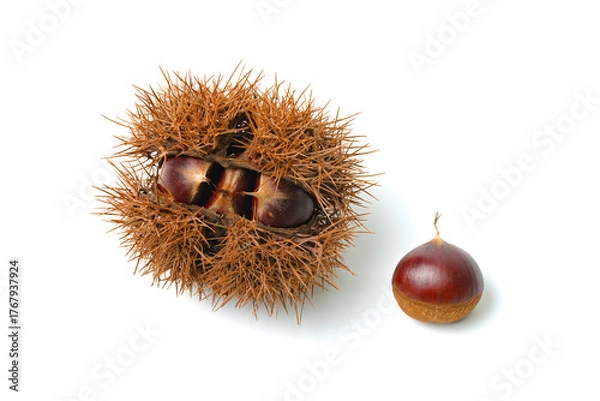 Obraz 栗入りイガと栗