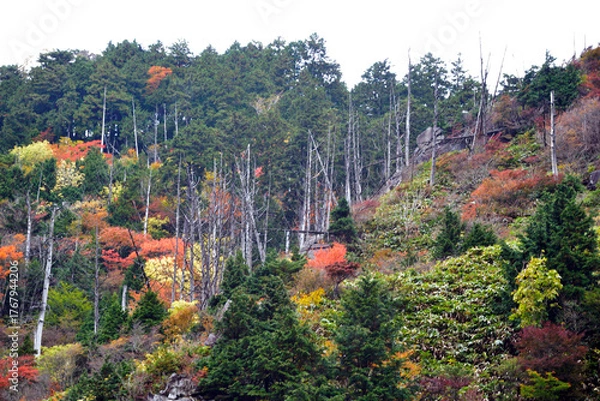 Obraz 紅葉の神坂峠