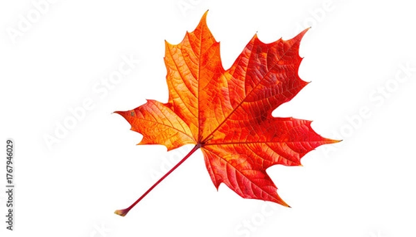 Fototapeta Vibrant, isolated maple leaf transitioning from yellow to red hues against a stark black background