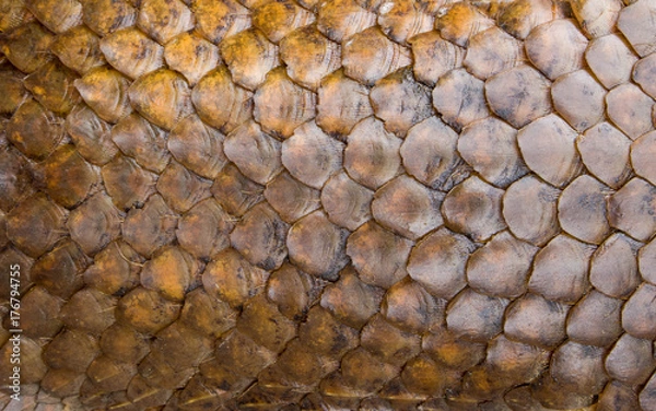 Obraz Pangolin skin,scale, texture. Abstract background