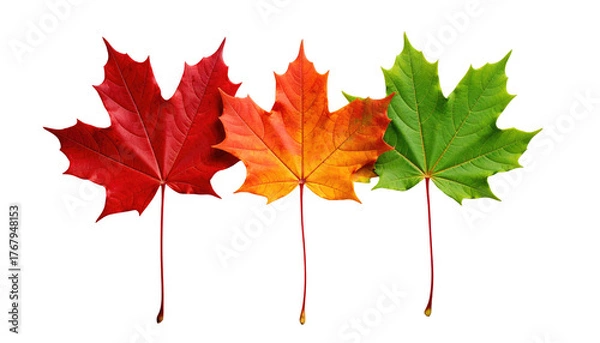 Fototapeta Three maple leaves transition through autumn colors against a stark black backdrop