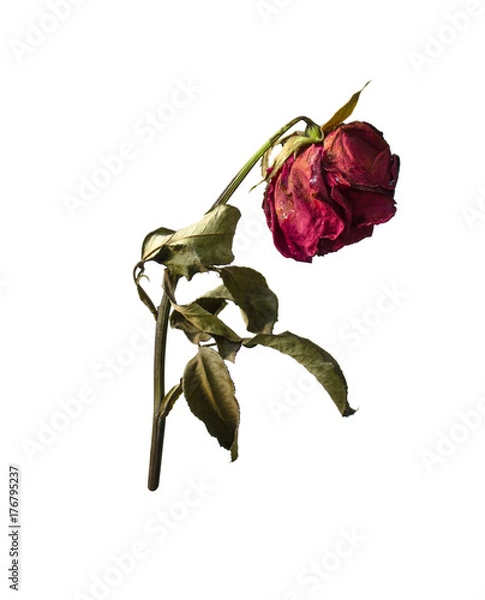 Obraz withering red roses  isolated on white background