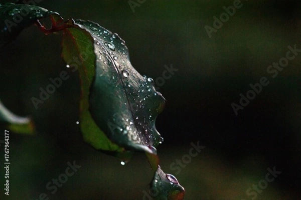 Obraz Raindrops on rose leaf