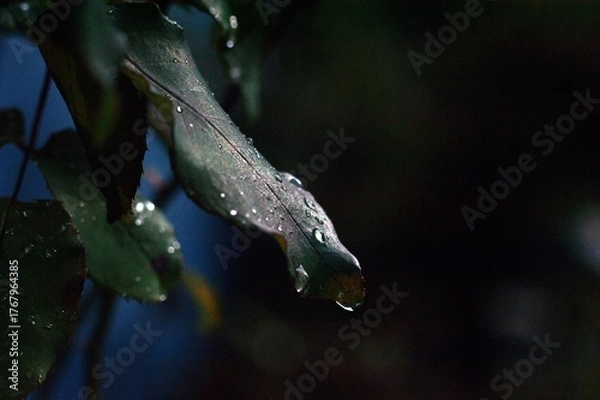 Obraz Raindrops on rose leaf