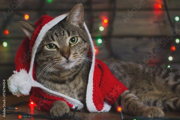 Fototapeta portrait of a tabby cat in Santa Claus costume, lying among the multicolored lights