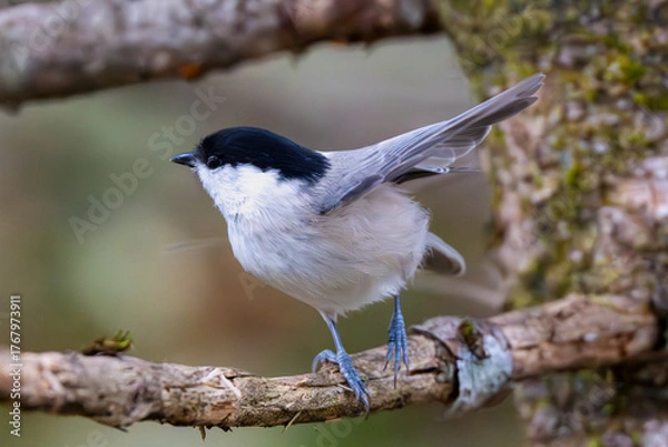 Obraz 羽を広げるコガラ