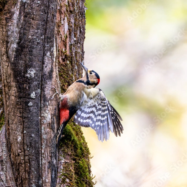 Obraz 羽を広げるアカゲラ