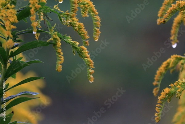 Obraz 朝日を浴びて輝く、セイタカアワダチソウの黄葉